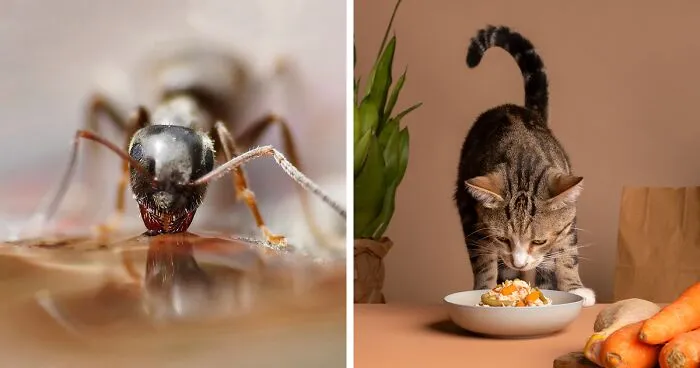 How to Keep Ants Out of Your Cat's Food: 9 Effective Ways 