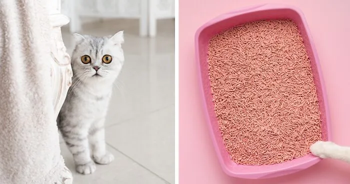 How to Train a Cat to Use a Litter Box: Easy Tips