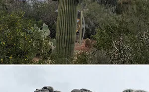 “A Real Monster Nightmare”: 50 Times Mother Nature Glitched Out And It Led To Interesting Plants