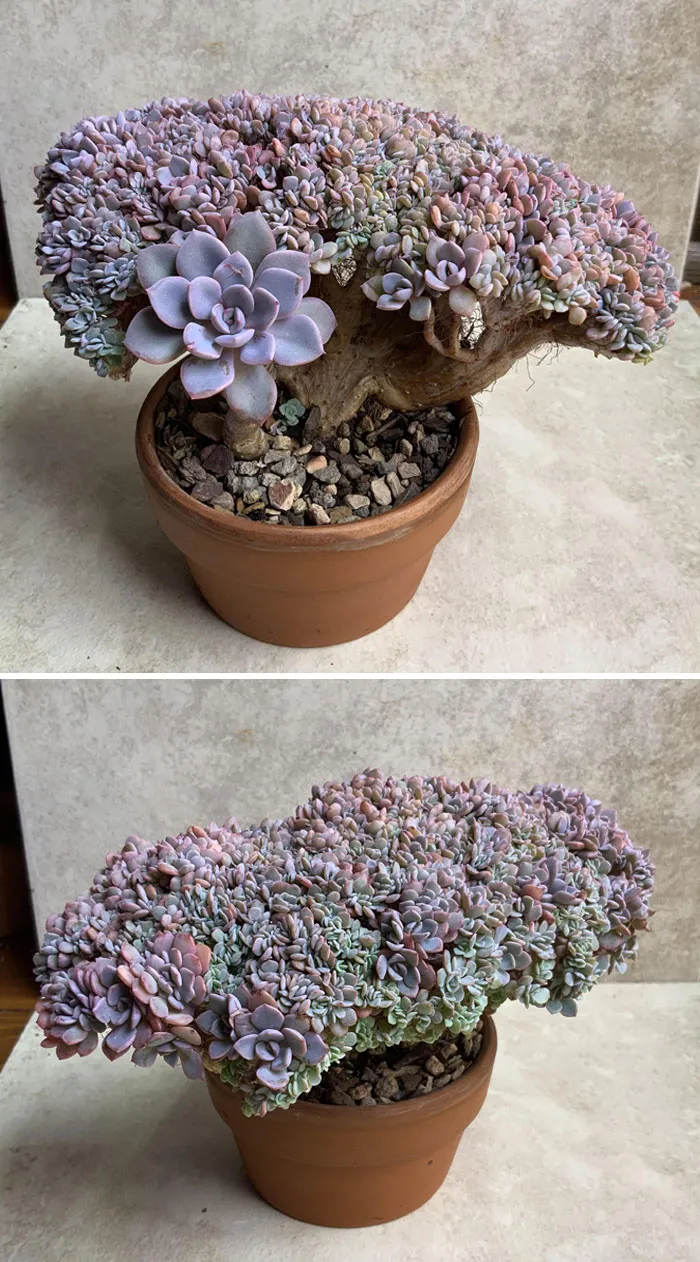 Debbie Crest Is Still Going Strong