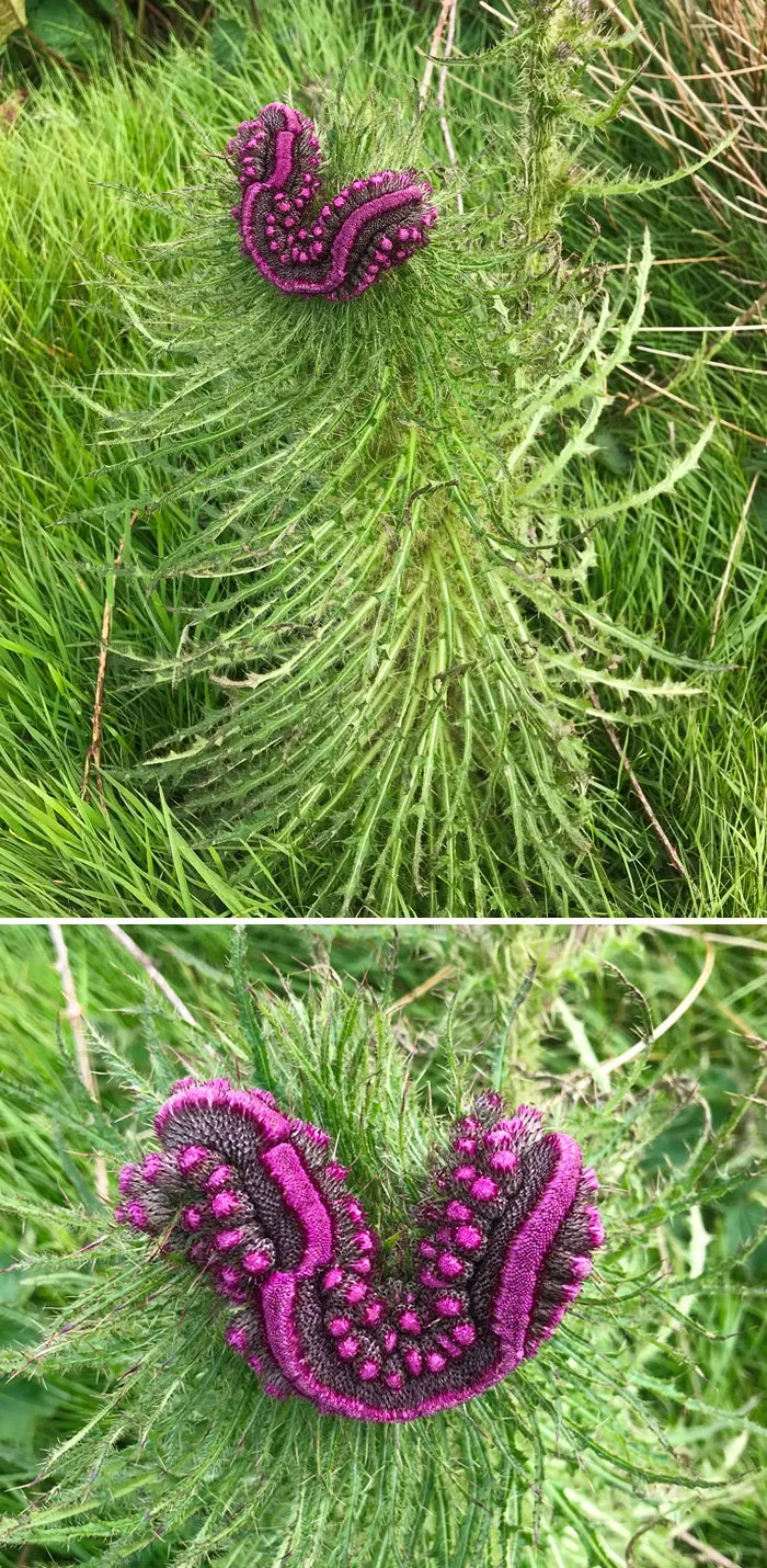 I Thought I Might Be Experiencing Some Sort Of Episode When I First Saw This Extraordinary Thistle In Benbecula Yesterday