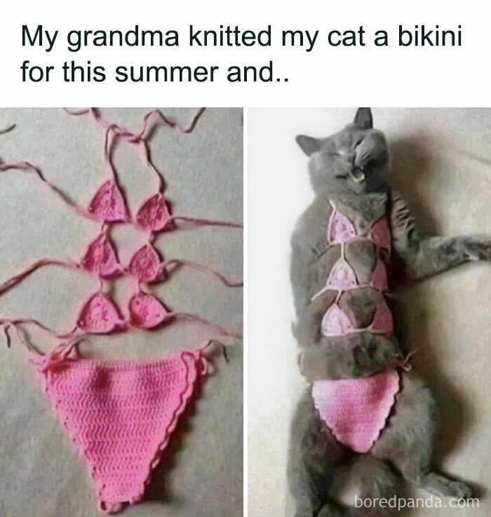 Cat wearing a pink knitted bikini, lying down humorously.