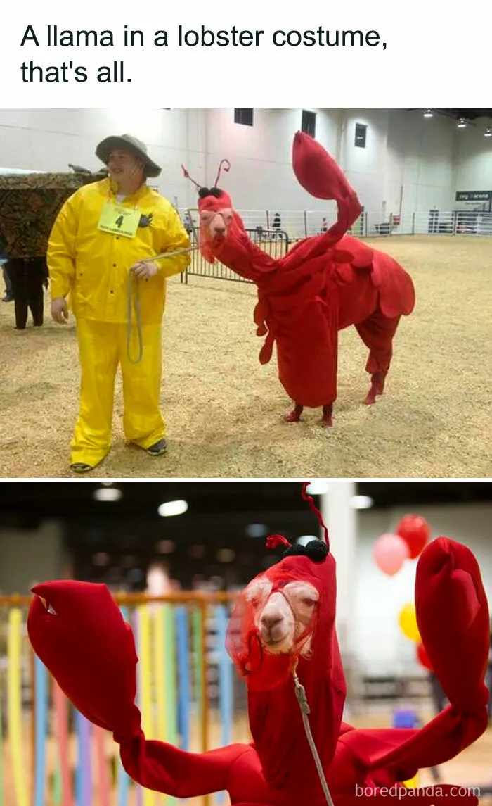 Llama dressed as a lobster next to a person in a yellow raincoat, capturing a humorous introvert meme moment.