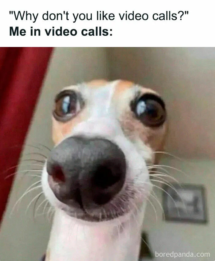 Dog with wide eyes close to the camera, humorously depicting an introvert during a video call.