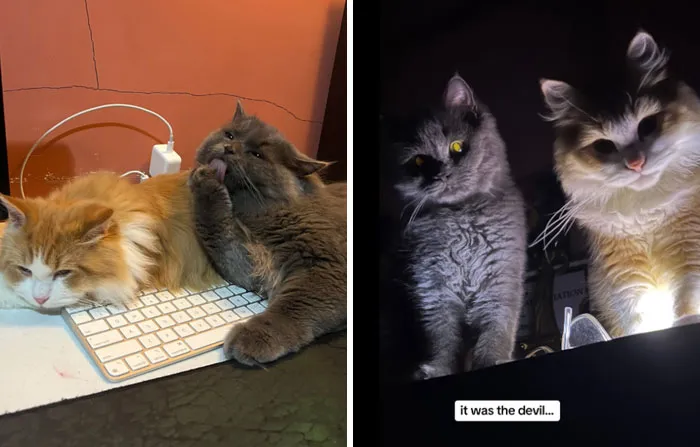 “That Wasn’t My Best Friend, It Was The Devil”: 30 Hilarious Pets Being Sweet, Then Evil