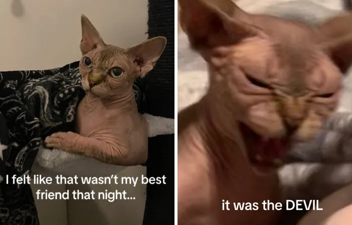 “That Wasn’t My Best Friend, It Was The Devil”: 30 Hilarious Pets Being Sweet, Then Evil