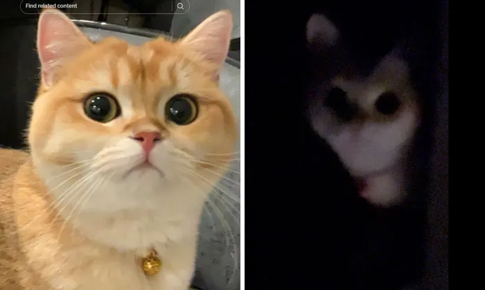 “That Wasn’t My Best Friend, It Was The Devil”: 30 Hilarious Pets Being Sweet, Then Evil
