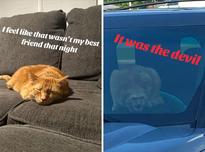 “That Wasn’t My Best Friend, It Was The Devil”: 30 Hilarious Pets Being Sweet, Then Evil