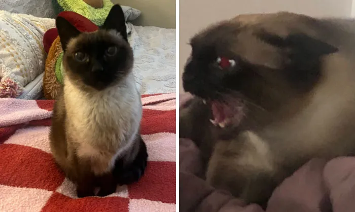 “That Wasn’t My Best Friend, It Was The Devil”: 30 Hilarious Pets Being Sweet, Then Evil