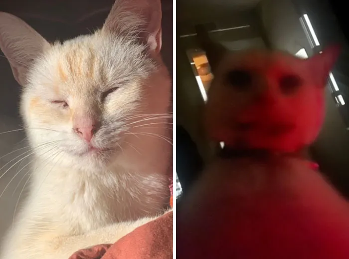 “That Wasn’t My Best Friend, It Was The Devil”: 30 Hilarious Pets Being Sweet, Then Evil