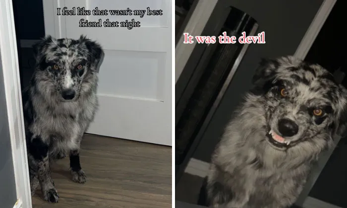 “That Wasn’t My Best Friend, It Was The Devil”: 30 Hilarious Pets Being Sweet, Then Evil