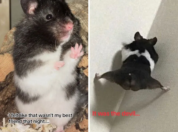 “That Wasn’t My Best Friend, It Was The Devil”: 30 Hilarious Pets Being Sweet, Then Evil