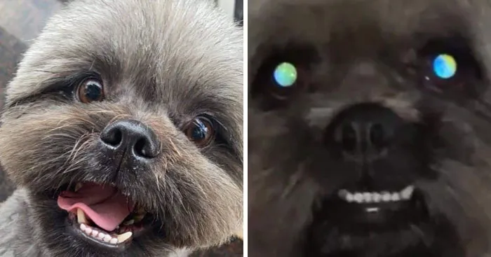 “That Wasn’t My Best Friend, It Was The Devil”: 30 Hilarious Pets Being Sweet, Then Evil