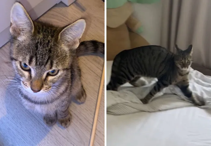 “That Wasn’t My Best Friend, It Was The Devil”: 30 Hilarious Pets Being Sweet, Then Evil