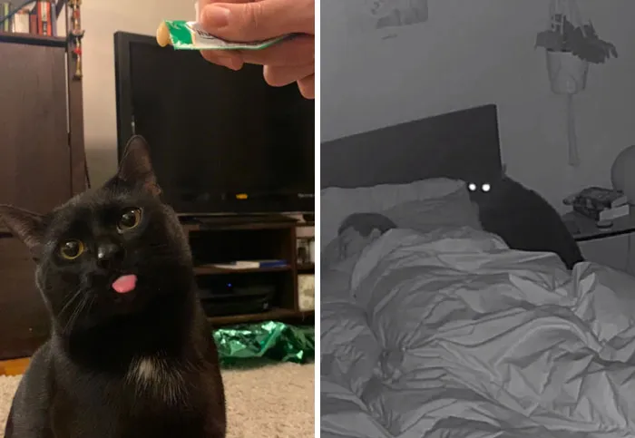 “That Wasn’t My Best Friend, It Was The Devil”: 30 Hilarious Pets Being Sweet, Then Evil