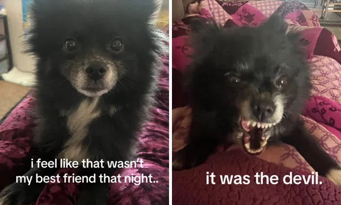 “That Wasn’t My Best Friend, It Was The Devil”: 30 Hilarious Pets Being Sweet, Then Evil