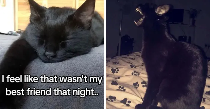“That Wasn’t My Best Friend, It Was The Devil”: 30 Hilarious Pets Being Sweet, Then Evil