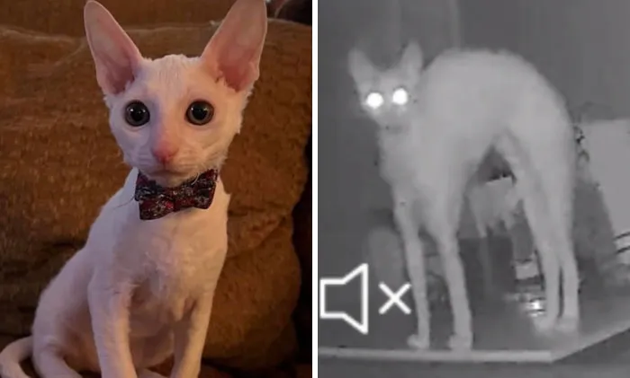 “That Wasn’t My Best Friend, It Was The Devil”: 30 Hilarious Pets Being Sweet, Then Evil