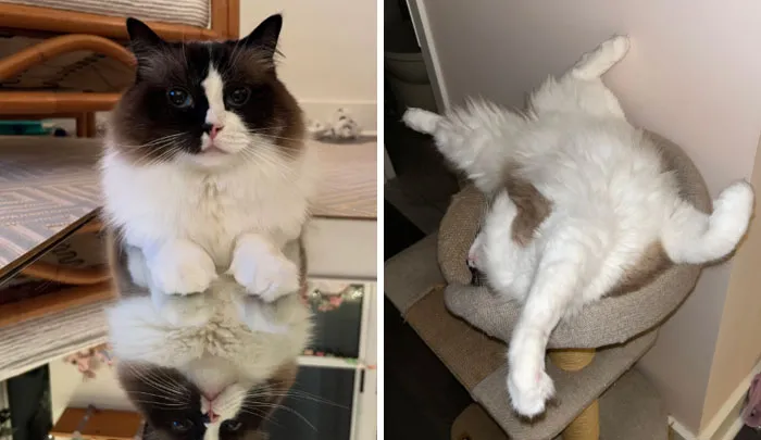 “That Wasn’t My Best Friend, It Was The Devil”: 30 Hilarious Pets Being Sweet, Then Evil