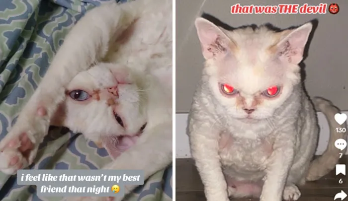 “That Wasn’t My Best Friend, It Was The Devil”: 30 Hilarious Pets Being Sweet, Then Evil