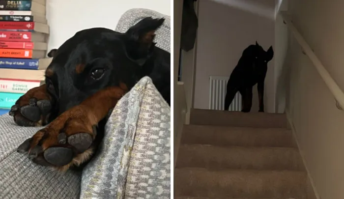 “That Wasn’t My Best Friend, It Was The Devil”: 30 Hilarious Pets Being Sweet, Then Evil
