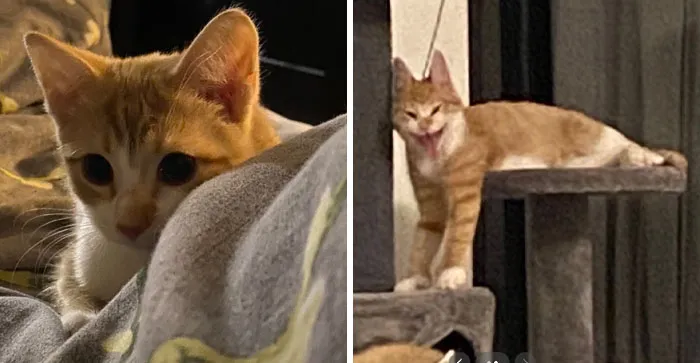 “That Wasn’t My Best Friend, It Was The Devil”: 30 Hilarious Pets Being Sweet, Then Evil