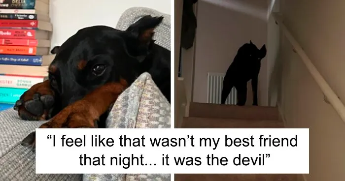 “That Wasn’t My Best Friend, It Was The Devil”: 30 Hilarious Pets Being Sweet, Then Evil