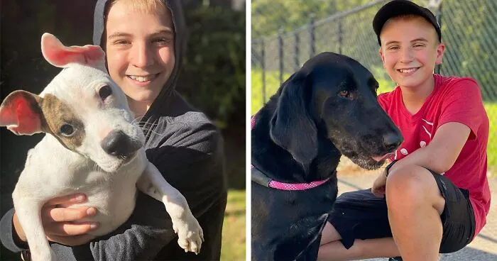 12 Y.O.’s Mission Is To Find Homes For Shelter Dogs And He Has Already Succeeded 4,900 Times