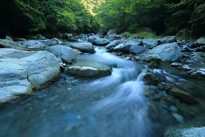 River surrounded by forest