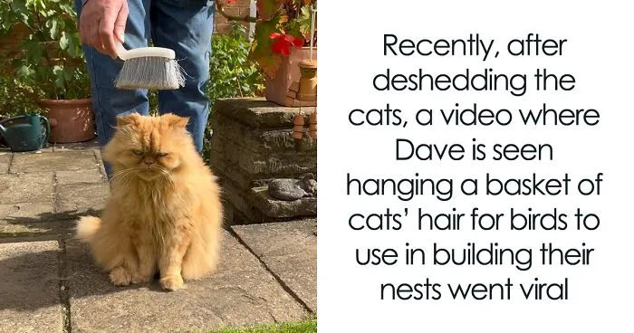 Creative Contribution To Bird Nest Construction, A Video Of These Cat Owners Donating Fur That Went Viral
