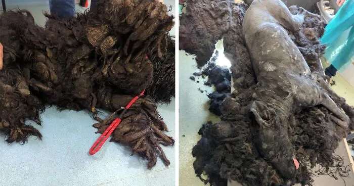 Barney The Dog Relieved After Rescuers Shave Off 7.8 Kg Of Matted Fur