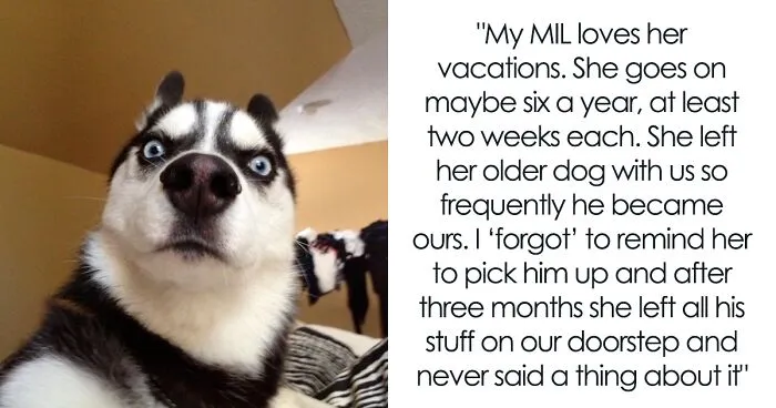 “I Dropped My MIL’s Dog Off As A Stray At A Shelter, And I Don’t Feel Bad”