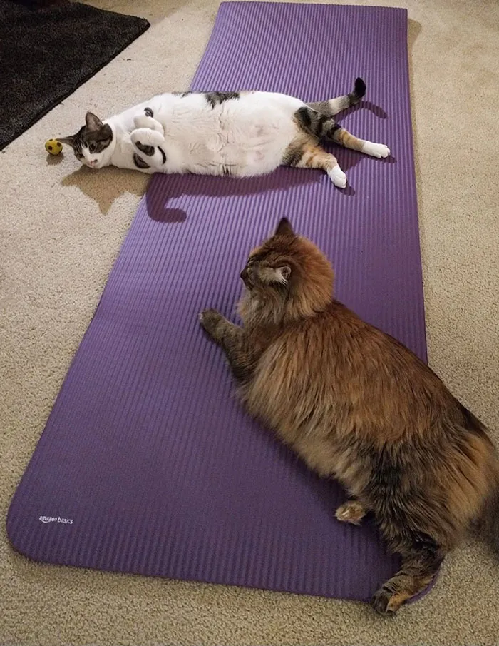 A Cushy <a Style="Display:inline;" Href="Https://Www.amazon.com/Amazonbasics-Extra-Thick-Exercise-Carrying/Dp/B01lp0u5x0?crid=wr0d6heic1kc&keywords=yoga%2bmat&qid=1707296113&refinements=p_72%3a1248957011&rnid=1248955011&s=sporting-Goods&sprefix=yoga%2bma%2csporting%2c266&sr=1-1-Spons&sp_csd=d2lkz2v0tmftzt1zcf9hdgy&th=1&linkcode=ll1&tag=bphamster-20&linkid=a0218651e36b44d693d1737be37552aa&language=en_us&ref_=as_li_ss_tl" Target="_blank"><span Style="Font:inherit;color:#d74b1f;"> Thick Exercise Yoga Mat </Span> That Brings The Comfort Of Your Bed To Your Yoga Routine - Say Goodbye To Sore Joints And Embrace That Ultimate Zen Mode!