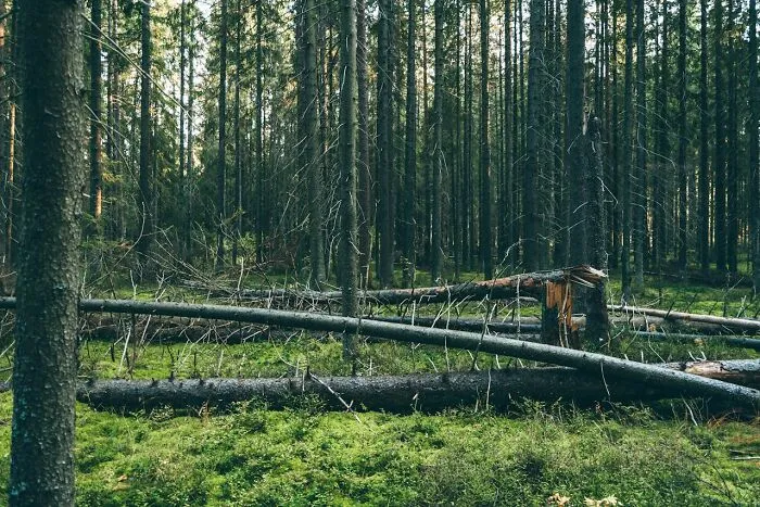 Folks Share The Most Disturbing Things They’ve Seen While Camping And Here Are 30 Of The Scariest