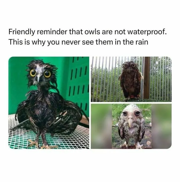 50 Top-Quality Bird Memes To Make You Grin Today, As Shared By This Facebook Page