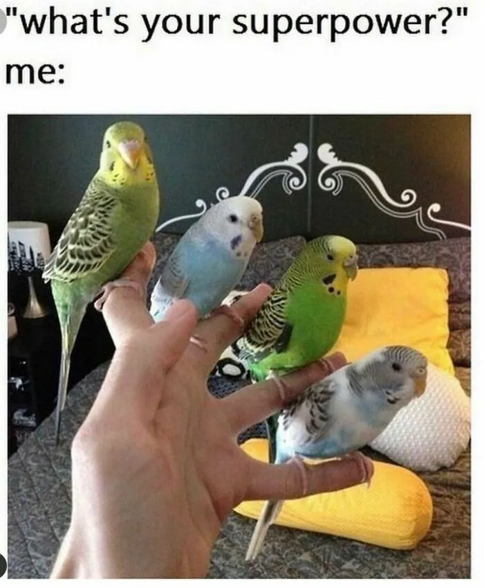 50 Top-Quality Bird Memes To Make You Grin Today, As Shared By This Facebook Page