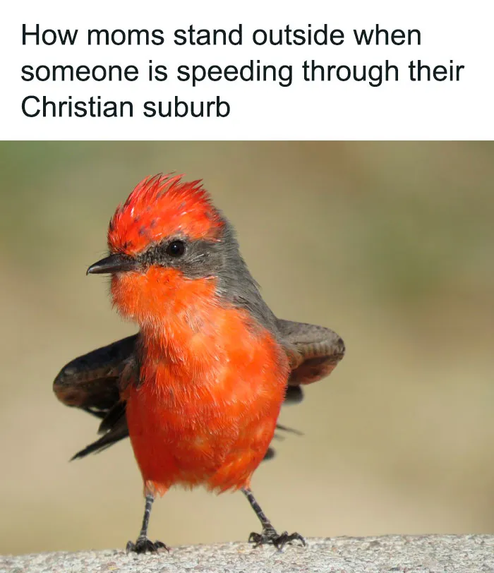 50 Top-Quality Bird Memes To Make You Grin Today, As Shared By This Facebook Page