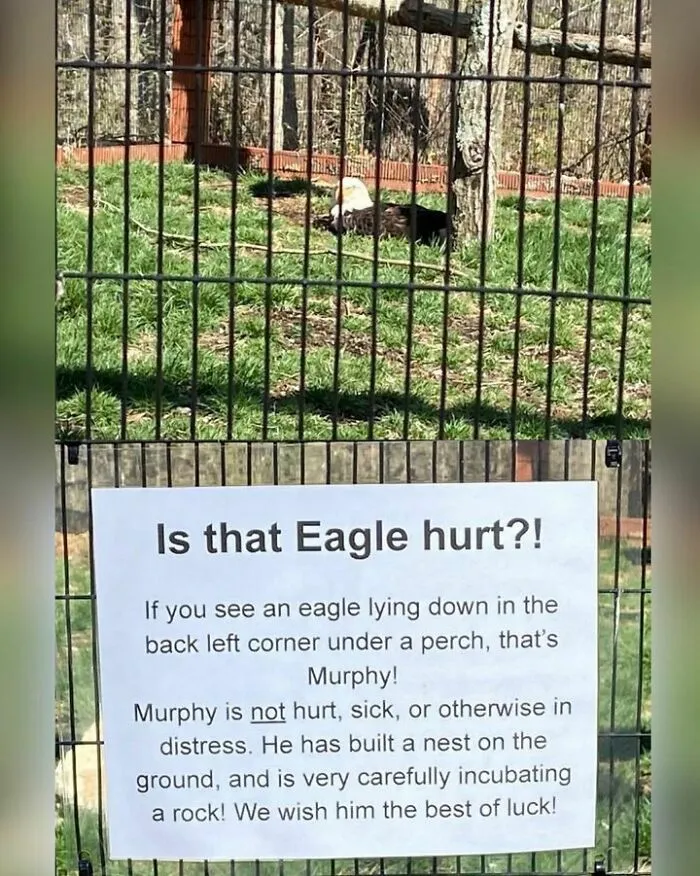 50 Top-Quality Bird Memes To Make You Grin Today, As Shared By This Facebook Page