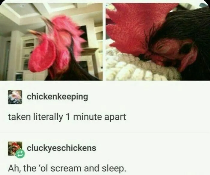 50 Top-Quality Bird Memes To Make You Grin Today, As Shared By This Facebook Page