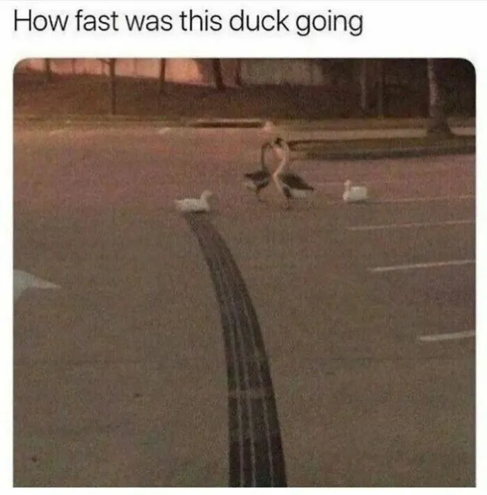 50 Top-Quality Bird Memes To Make You Grin Today, As Shared By This Facebook Page