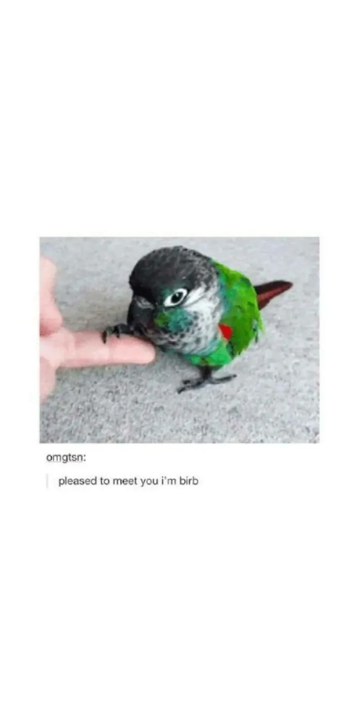 50 Top-Quality Bird Memes To Make You Grin Today, As Shared By This Facebook Page