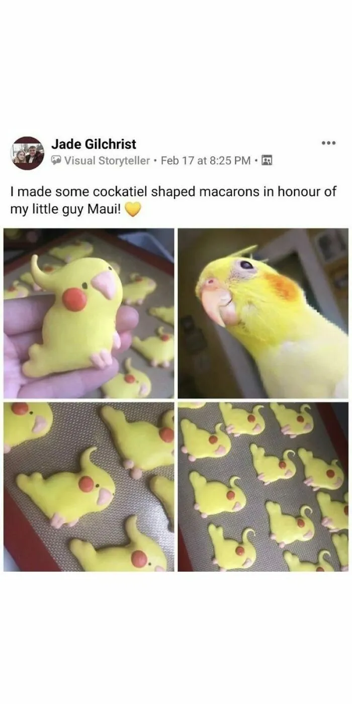 50 Top-Quality Bird Memes To Make You Grin Today, As Shared By This Facebook Page