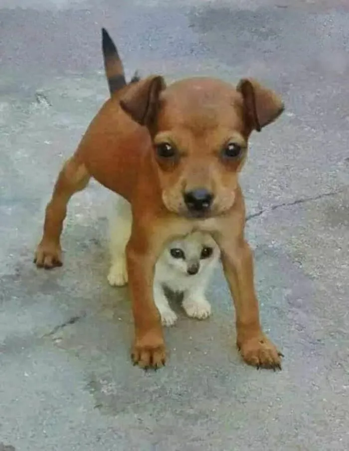 50 Wholesome And Unusual Animal Pics To Give You Some Serious Animal Therapy