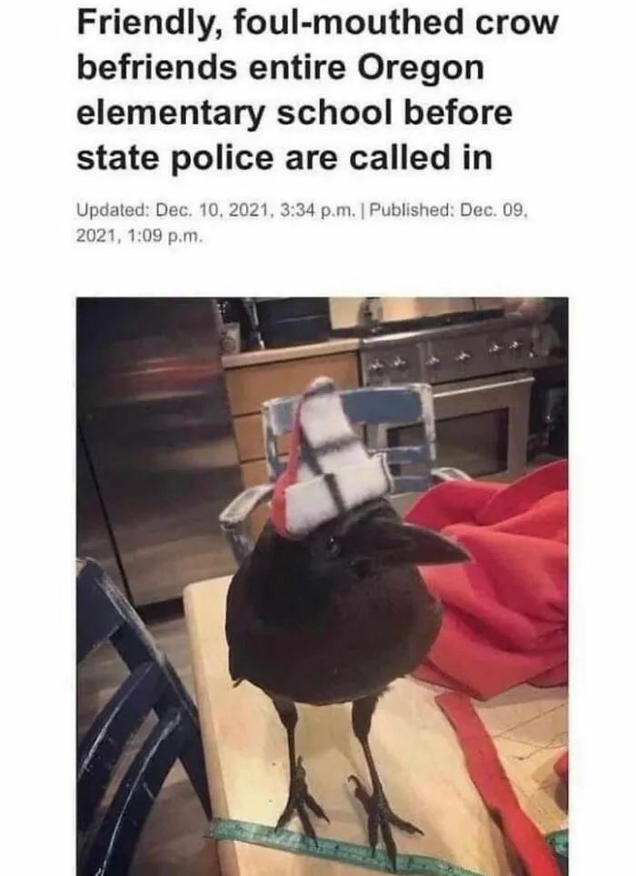 50 Top-Quality Bird Memes To Make You Grin Today, As Shared By This Facebook Page