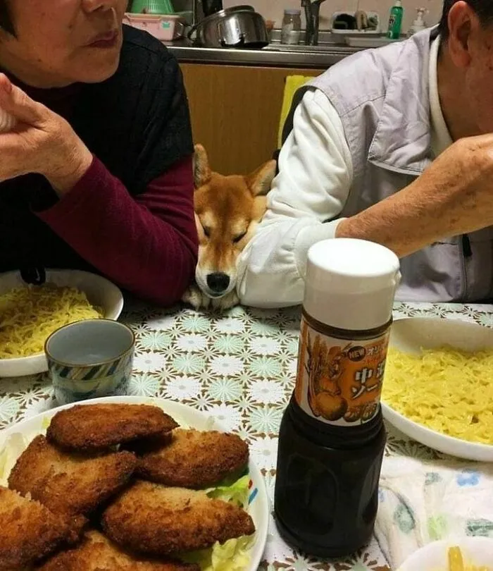 50 Wholesome And Unusual Animal Pics To Give You Some Serious Animal Therapy