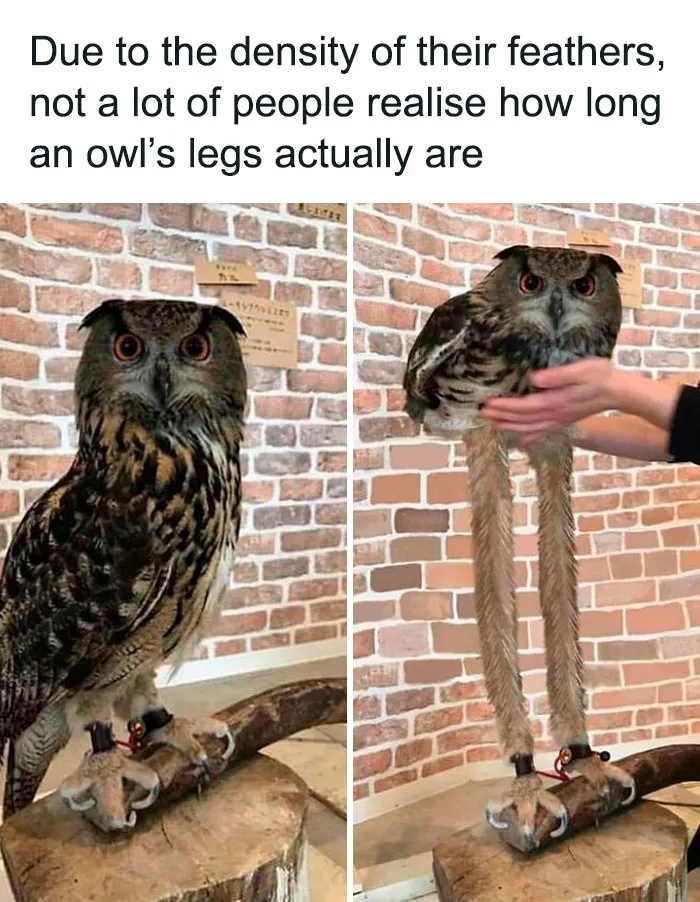50 Top-Quality Bird Memes To Make You Grin Today, As Shared By This Facebook Page