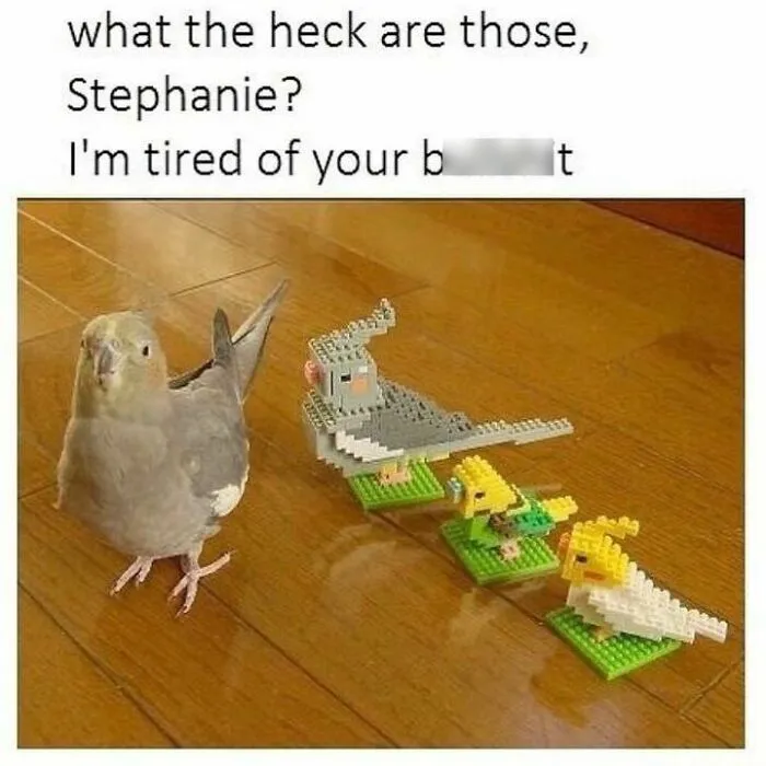 50 Top-Quality Bird Memes To Make You Grin Today, As Shared By This Facebook Page