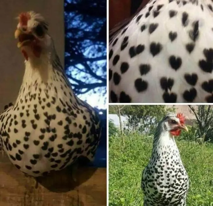 50 Wholesome And Unusual Animal Pics To Give You Some Serious Animal Therapy