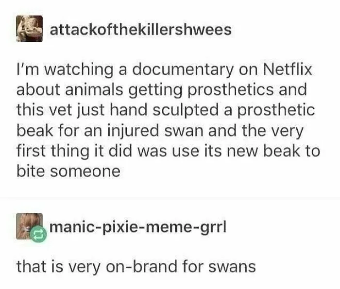 50 Top-Quality Bird Memes To Make You Grin Today, As Shared By This Facebook Page