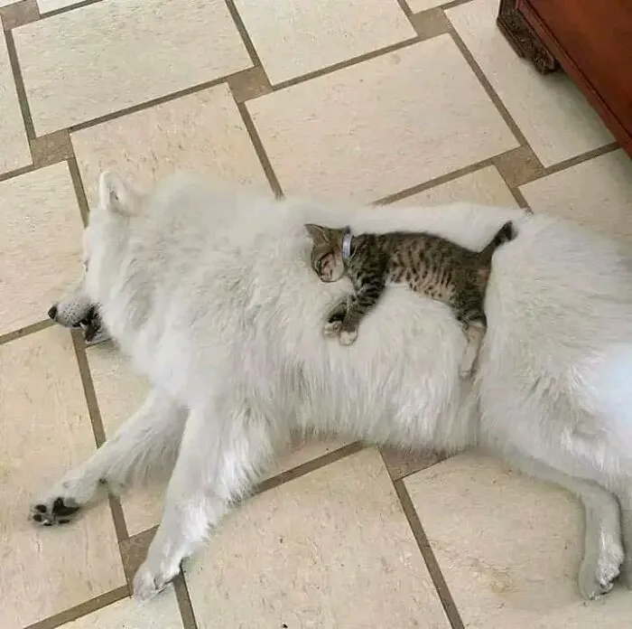 50 Wholesome And Unusual Animal Pics To Give You Some Serious Animal Therapy